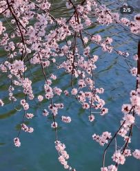 -Cindy Jewelry·钻戒·彩色宝石