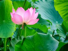 -莲花池公园