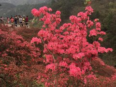 -木兰云雾山