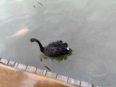 -大湾区中央湿地公园