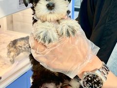 -翊宠yipet猫狗购宠庄园