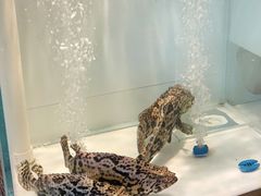 -牛村来人潮汕牛肉火锅(西单店)