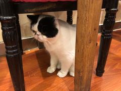 -猫小院猫主题咖啡厅(北锣店)