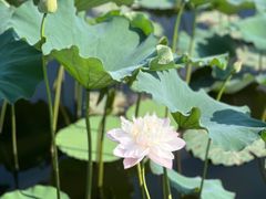 -荷塘月色湿地公园·向阳花洲