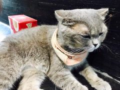 -猫色咖啡·猫咖