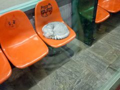 -猫咪博物馆(顶澳仔猫街店)