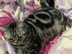 -宠物星动物医院·眼科·异宠·猫科(江南大道总院)