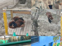 -青藏高原野生动物园