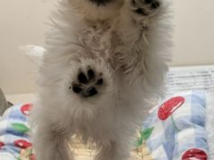 -翊宠yipet猫狗购宠庄园犬舍•猫舍