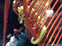 -暹罗海洋世界