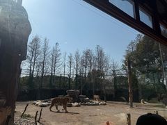 -上海野生动物园老虎餐厅