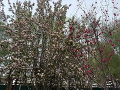-桃花堤公园