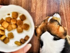 -柯斗斗主题餐厅·狗咖·围炉煮茶·茶饮(国瑞升平里店)