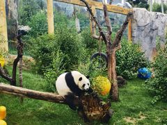 -青藏高原野生动物园