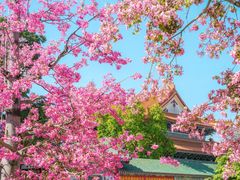 -广东圆玄道观