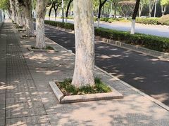 -羊山湖公园