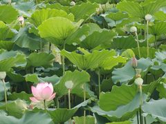 -荔湾湖公园
