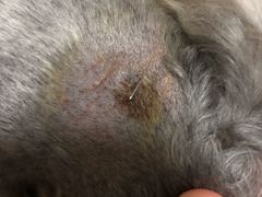-圣宠动物医院·犬猫专科·影像中心·外科中心