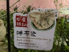 -正佳雨林生态植物园
