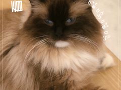 -猫域·湾主题猫咖·宠物吧(南坪城市广场店)