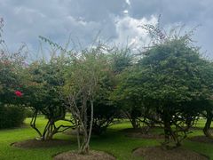 -中国科学院西双版纳热带植物园