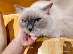 -啵啵喵·猫咖(攀华国际店)