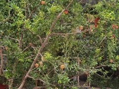 -华声天桥民俗文化园