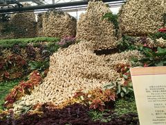 -兰陵国家农业公园