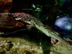 -迪拜水族馆及水下动物园