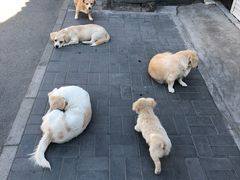 -铃木食堂(帽儿胡同店)