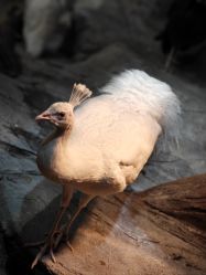 -Zoolung Zoolung动物主题公园(海信广场店)