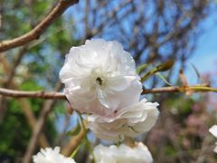 -天适樱花悠乐园