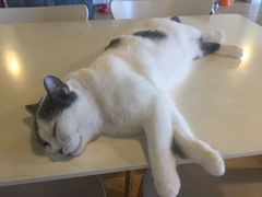 -Cappucimeow猫咪咖啡馆(韦伯时代店)