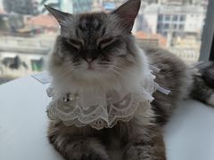 -怪兽屋·羊驼·猫咖·狗咖(俊华广场店)