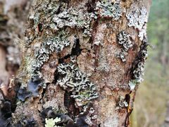 -叠溪松坪沟景区