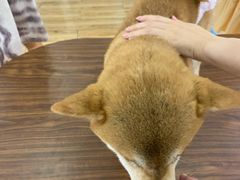 -柴犬高等学院·狗咖·柴犬售卖·宠物训练