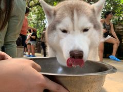-TrueLove @ Neverland (Husky Cafe)
