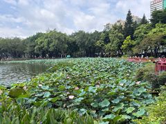 -荔湾湖公园