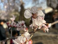 -桃花堤公园