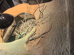 -帕帕拉兹宠物(亚洲旗舰店)