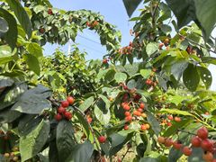 -樱桃山旅游景区