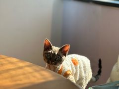 -荷风细雨·中国茶宴(碧云店)