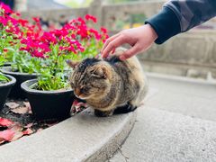 -西园寺