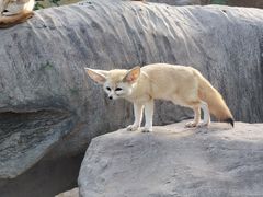 -上海野生动物园