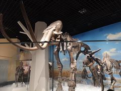 -国家自然博物馆