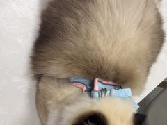 -中农国际动物医院24小时·猫科·骨科·急重症中心