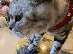 -平行世界·猫咖(首经贸店)