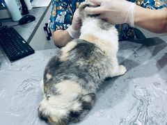 -四月宠物医院·猫专科·心脏专科·内科(转塘店)