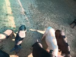 -阿菠萝小猪农场·萌宠乐园·亲子游·研学