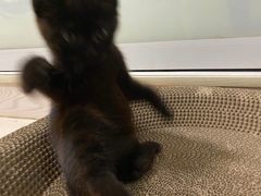 -安安宠物医院(情缘分院)